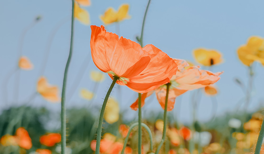 Include a variety of shots